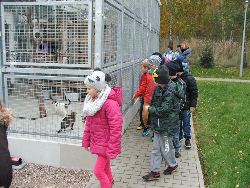 Uczniowie Szkoły Podstawowej w Konikowie pomagają bezdomnym zwierzętom Uczniowie Szkoły Podstawowej w Konikowie pomagają bezdomnym zwierzętom
