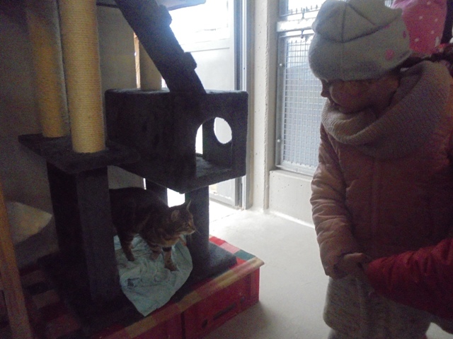 schronisko schronisko